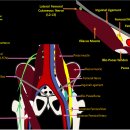 meralgia paresthetica 치료가 어렵지 않은데!! 이미지