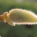 목련민박 이미지