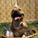 행복한 강아지 이미지