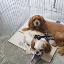 용문산식당 네이버블로그