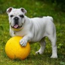 더바름동물병원 이미지