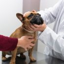 돌봄 동물병원 이미지