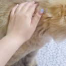 오그리네일