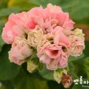 러블리 몽 이미지