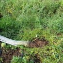 현서면사무소 이미지