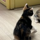 펫프랜즈 | 펫프렌즈 내돈내산 고양이 용품 준비 | 고양이 입양 후기