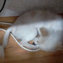 도계주유소 이미지