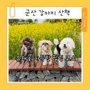 군산 강아지 산책 도시재생숲 유채꽃 코스 후기