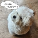 디케이크 - 부산진구 전포대로 226-1 | 둔산동 애견동반카페 트리플디, 과일케이크 맛집 후기