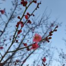 지리산 여행의 마무리..하동 화개골 차 시배지(茶始培地)그리고 의신마을 의병총(義兵塚).