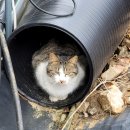 오창사랑의원 | [공지] 청주 대장내시경 한 후기😀 그리고 가족(길냥펀치)이 생겼어요 ,피어싱 추천🐷