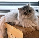 고양이 생활 호텔 이미지