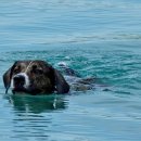 물빛동물병원 이미지