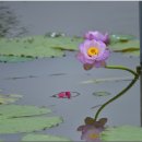 오리사랑 이미지