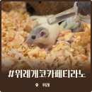 모아위탁관리 | 위례 게코티라노 다양한 파충류와 이색카페 체험이 가득한 파충류 카페 솔직 후기