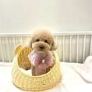 The 사랑할개(더사랑할개) 이미지