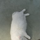 폴짝그루밍 이미지