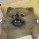 동물농장 이미지