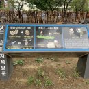 상동 지석묘군 이미지