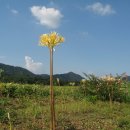 경산파크골프 이미지