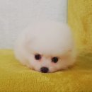 라온다올헤어
