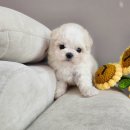 유미펫 강아지분양 고양이분양 남양주점 | 위례강아지분양, 건강한 새 가족 맞이하는 완벽 가이드