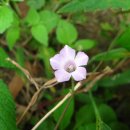 불광천변 이미지