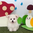 허그몽몽 이미지