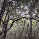 서귀포 가을 여행 코스 - 제주 이승악 오름 삼나무숲길 (실패후기, 공략팁)