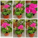 지니메드 이미지