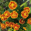 GLOBAL 행정사 사무소 이미지