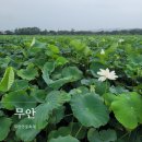 전남 무안 여행 무안연꽃축제 회산 백련지 / 전라남도 가볼만한곳