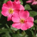 서울라파의원 이미지