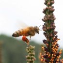 꿀공인중개사사무소 이미지