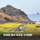 (주)제주가는길 | 제주 유채꽃 실시간 현황, 서귀포 유채꽃 명소 소색채본 방문 후기(3월 넷째주)