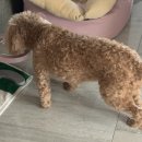 유성튼튼동물병원 이미지