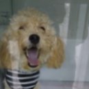 문정탑동물병원 이미지