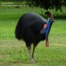 화식조(火食鳥, Casuarius casuarius, Cassowary) 세상에서 가장 무서운 새 이미지