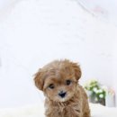 가온펫(안심분양센터) 이미지