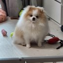 뽀독(BBODOG) 이미지