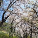 용흥궁공원2(관청리615-1) | 숨은 인천, 강화도 벚꽃 추천_ 고려궁지부터 강화 북문 벚꽃길 개화 데이트 후기