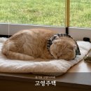 김포 고영주택 유기묘 고양이카페 예약 방문 후기