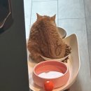 도하동물병원 | 오프가 3일일 때 한국 가기