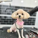 메리몰펫샵 이미지