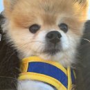 호두데이