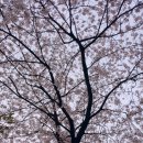 사당3동주민센터 | 2020.04.11 제21대 국회의원선거. 동작구을 사당3동 주민센터. 사전투표☆ 오랜만에 외출한 일기. 사전...