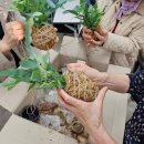 고덕평생학습관 | 고덕평생학습관 원예특별활동 🌿 흙 없이 즐기는 목부작·코케다마 수업 후기