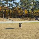 삐삐 펫살롱 이미지