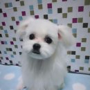 제니스동물병원 이미지