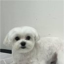 뽀그리독 이미지